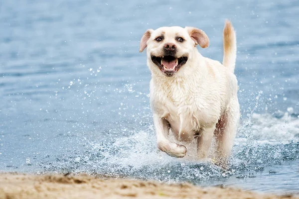 Labrador perro corriendo en agua salpicada —  Fotos de Stock