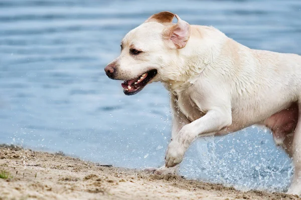 Labrador kutya fut a fröccsenő víz — Stock Fotó