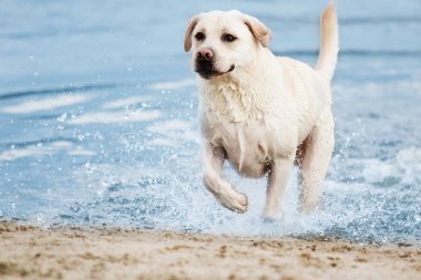 Sahilde Su sprey çalışan labrador köpek