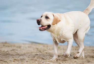 Labrador köpek sahilde