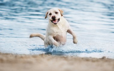 Labrador köpek sahilde