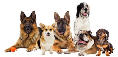 Köpekler beyaz bir arka plan üzerinde grup