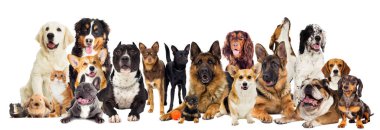 Köpekler beyaz bir arka plan üzerinde grup