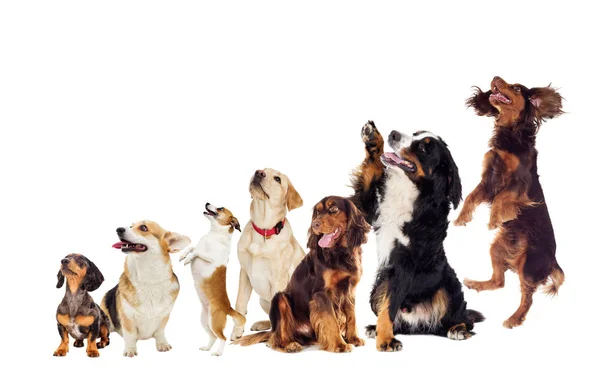 Yana ve yukarı doğru arayan köpekler kümesi — Stok fotoğraf