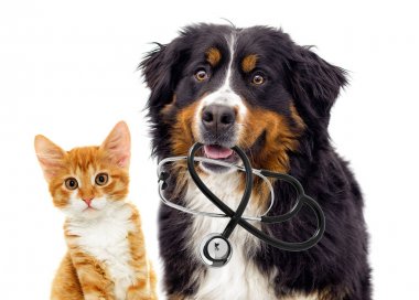 kedi ve köpek hayvan hastalıklarıyla ilgili