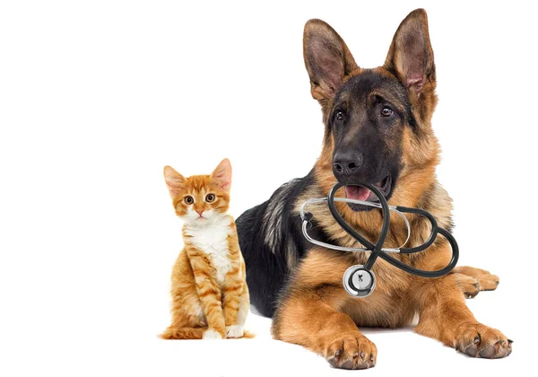 Dog Veterinarian Cat — Stock Photo, Image