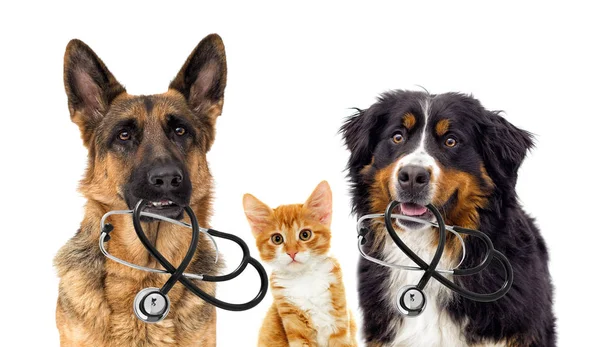 狗兽医和猫 — 图库照片