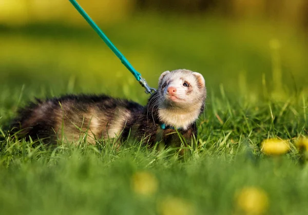 Ferret in the grass — Stock Photo, Image