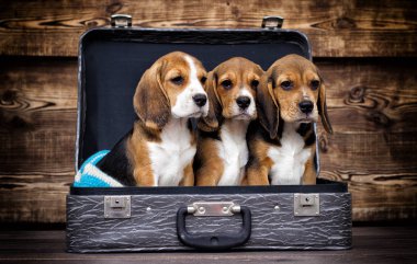 çöp-in yavru beagle bir bavul