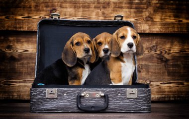 bir bavul içinde yavru beagle