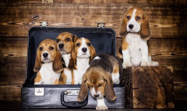 bir bavul içinde yavru beagle