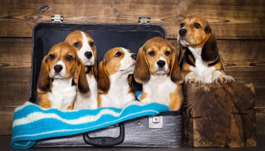 bir bavul içinde yavru beagle