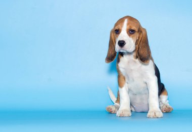 bir köpek yavrusu beagle görünüyor