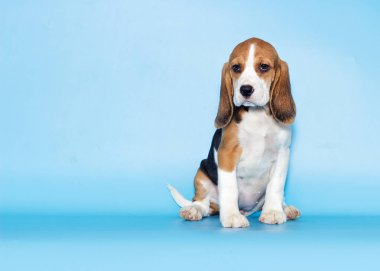 bir köpek yavrusu beagle görünüyor