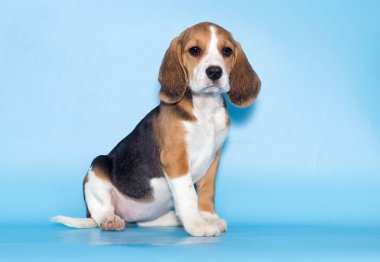 bir köpek yavrusu beagle görünüyor