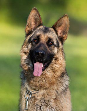 Alman çoban köpeği parkta.