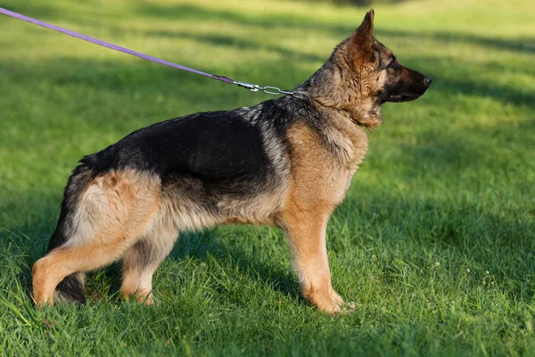 German Shepherd Dog in the Park — Stock Photo, Image