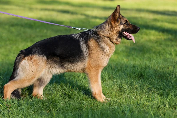 German Shepherd Dog in the Park — Stock Photo, Image
