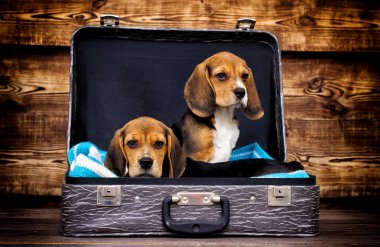 bir bavul içinde yavru beagle