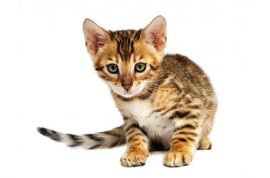 Bengalce kedi doğurmak beyaz arka plan üzerinde