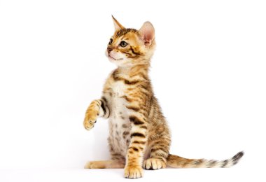Bengal yavru kedi beyaz zemin üzerine