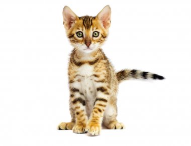 Bengal yavru kedi beyaz zemin üzerine