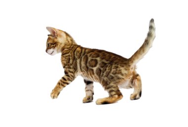 Bengal yavru kedi beyaz zemin üzerine