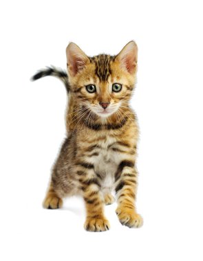 Bengal yavru kedi beyaz zemin üzerine