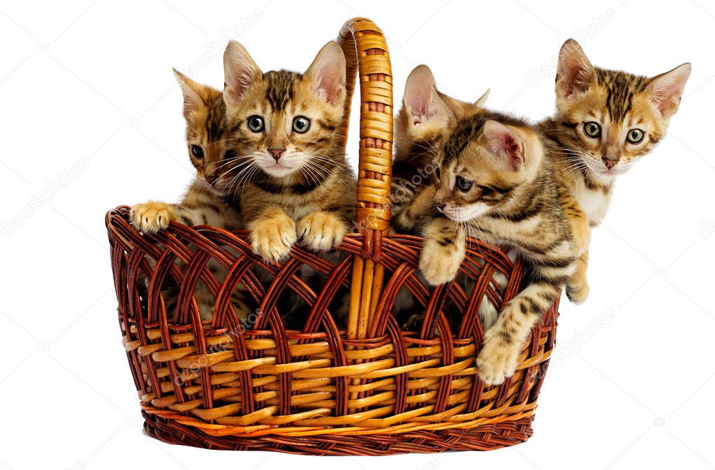 Bengal kittens in a basket on a white background