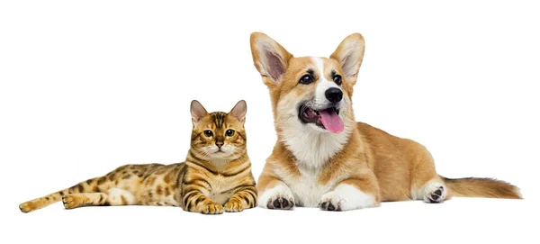 Gato e cão juntos em pleno crescimento em um fundo branco — Fotografia de Stock