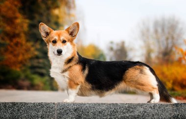 Sonbaharda Galli Corgi köpeği yan duruyor