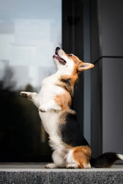 Welsh Corgi dog stands on its hind legs and asks — Stock Photo, Image