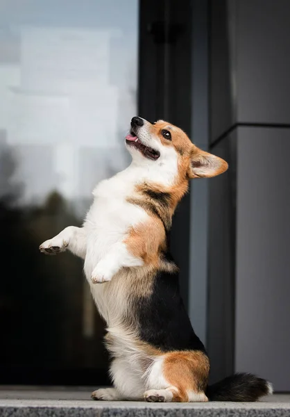 Welsh Corgi dog stands on its hind legs and asks — Stock Photo, Image