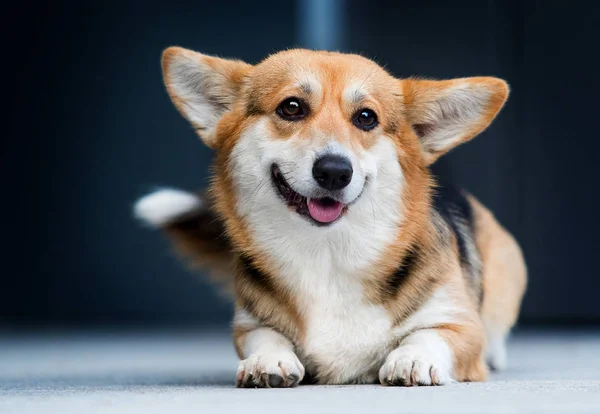 Cão de Corgi galês olha na cidade — Fotografia de Stock