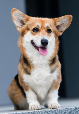 Köpek bakışı, Galli Corgi cinsi.
