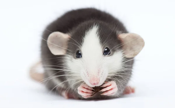 Söt liten råtta tittar på en vit bakgrund — Stockfoto