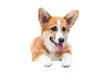 Galli mantar yavrusu izole bir arka plana bakıyor.