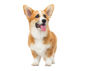 Yavru köpek izole bir arka plana bakar, Galce corgi