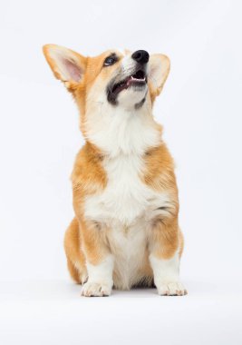 Galli mantar yavrusu yukarı bakıyor.