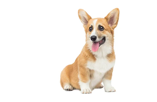 Gallese corgi cucciolo guardando lateralmente su uno sfondo bianco — Foto Stock