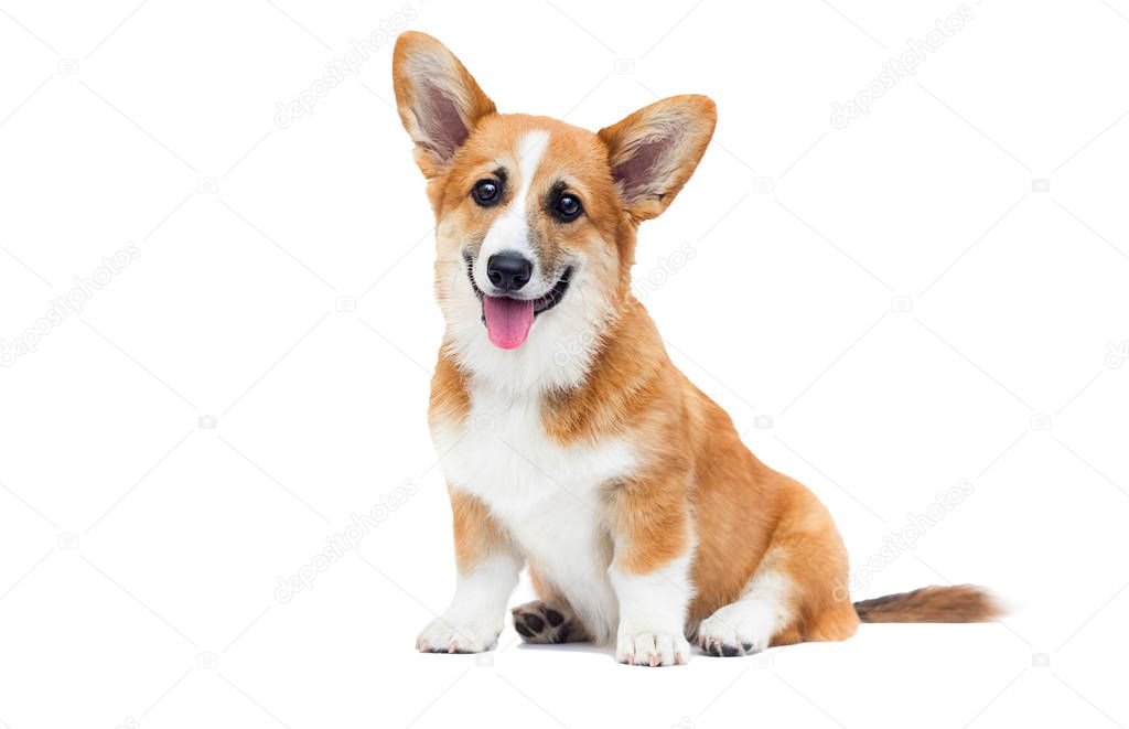 welsh corgi puppy looks up on an isolated background