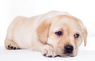 Labrador köpeği beyaz bir arka planda uyuyor.