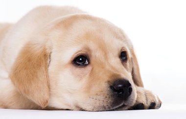 Labrador köpeği beyaz bir arka planda uyuyor.