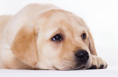 Labrador köpeği beyaz bir arka planda uyuyor.