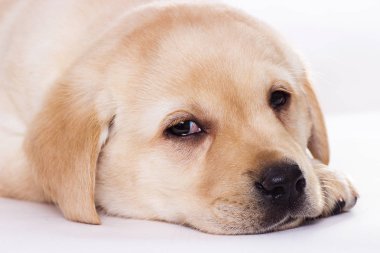 Labrador köpeği beyaz bir arka planda uyuyor.