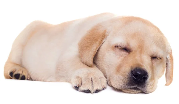 Labrador cachorro durmiendo sobre un fondo blanco — Foto de Stock