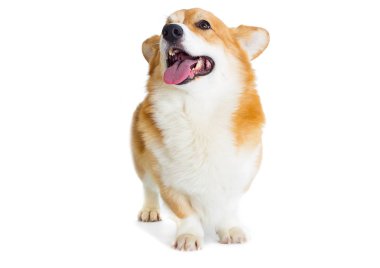 Beyaz arka planda gülümseyen Galli Corgi köpeği