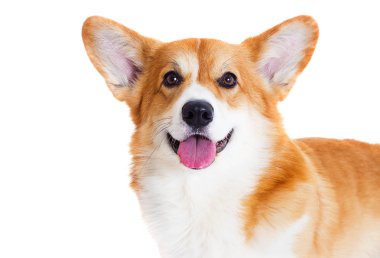 Beyaz arka planda gülümseyen Galli Corgi köpeği