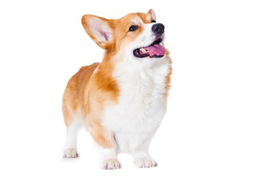 Beyaz arka planda gülümseyen Galli Corgi köpeği