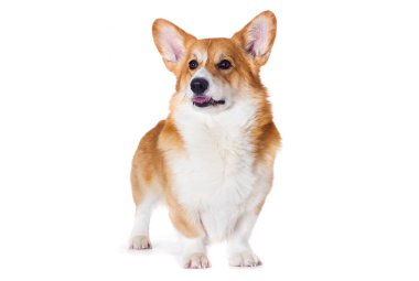 Beyaz arka planda gülümseyen Galli Corgi köpeği